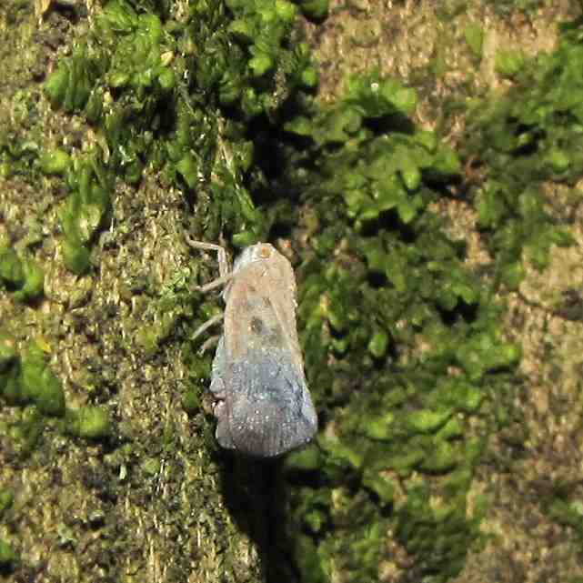 microfarfallina.....Metcalfa pruinosa